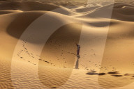 FEATURE - Die grösste warme Wüste der Welt: Die Sahara