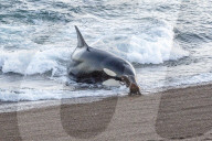 FEATURE - Robbenwelpen entkommen knapp einem jagenden Orca 