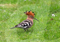 FEATURE - Ein exotischer Vogel stattet einem britischen Garten einen Besuch ab.