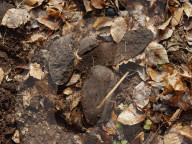 'People would never forget these shoes': the fight to preserve soles of Stutthof Nazi camp