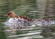 FEATURE - Entenküken reiten auf dem Rücken ihrer Mutter durch das Wasser