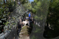 Plant apocalypse: how new diseases are destroying EU trees and crops