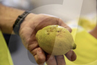 Plant apocalypse: how new diseases are destroying EU trees and crops
