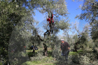 Plant apocalypse: how new diseases are destroying EU trees and crops