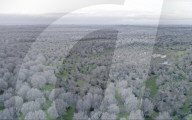 Plant apocalypse: how new diseases are destroying EU trees and crops