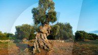 Plant apocalypse: how new diseases are destroying EU trees and crops