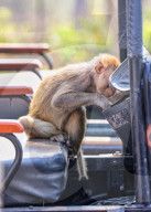 FEATURE - Ein Affe stiehlt Essen aus einem Safari-Jeep