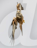 FEATURE -  Ein Drachenpaar ist von unten zu sehen, wie es bei der Jagd in der Luft zusammenstößt