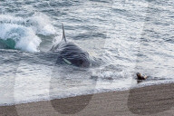 FEATURE - Seelöwenjunge entkommen nur knapp einem jagenden Orca