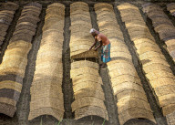 FEATURE - Landwirte schützen ihre Setzlinge vor der brennenden Sonne mit gewebten Bambusplatten