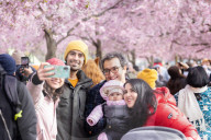 SWEDEN-STOCKHOLM-CHERRY BLOSSOM