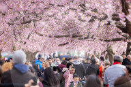 SWEDEN-STOCKHOLM-CHERRY BLOSSOM