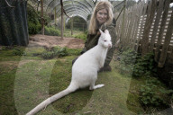 'It was wet. It was filthy. It was aggressive. I said, I'll take the racoon. But keeping exotic pets is cruel.'
Wildside Exotic Rescue.