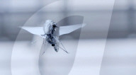 Bionic bee flies autonomously and swarms