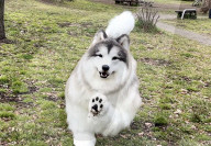 Man in realistic dog costume