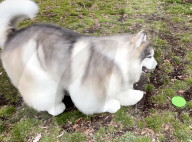 Man in realistic dog costume
