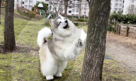 Man in realistic dog costume