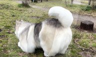 Man in realistic dog costume