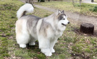 Man in realistic dog costume