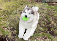 Man in realistic dog costume