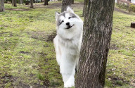 Man in realistic dog costume