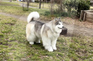 Man in realistic dog costume
