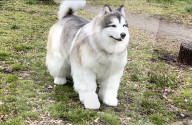 Man in realistic dog costume