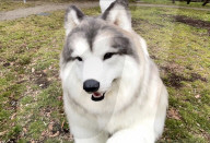 Man in realistic dog costume