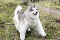 Man in realistic dog costume