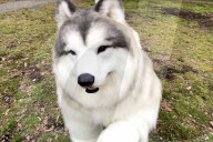 Man in realistic dog costume