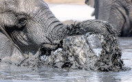 FEATURE - Eine afrikanische Elefantenfamilie kühlt sich mit einem wohltuenden Schlammbad ab