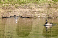 FEATURE - Eine Kanadagans verjagt einen Fischadler auf einem schottischen Fluss