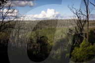 After 25 years, logging and bushfires, a greater glider has been spotted in Deongwar state forest
