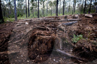 After 25 years, logging and bushfires, a greater glider has been spotted in Deongwar state forest