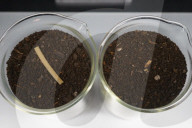 Plastic embedded with plastic eating bacteria