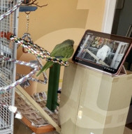 Pre-recorded video call parrots prefer live chats with other birds                  