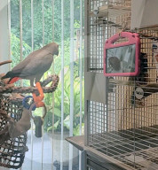 Pre-recorded video call parrots prefer live chats with other birds                  