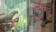 Pre-recorded video call parrots prefer live chats with other birds                  