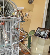 Pre-recorded video call parrots prefer live chats with other birds                  