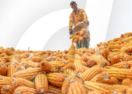 FEATURE - Arbeiter schälen und stapeln den geernteten Mais