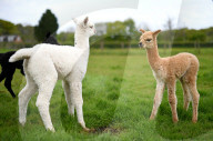 FEATURE - SN_ALPACAS_SPRING_02