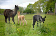 FEATURE - SN_ALPACAS_SPRING_03