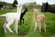 FEATURE - SN_ALPACAS_SPRING_04