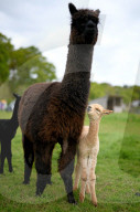 FEATURE - SN_ALPACAS_SPRING_05