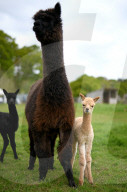 FEATURE - SN_ALPACAS_SPRING_06