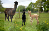 FEATURE - SN_ALPACAS_SPRING_07