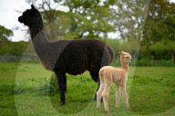 FEATURE - SN_ALPACAS_SPRING_08