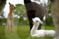 FEATURE - SN_ALPACAS_SPRING_10