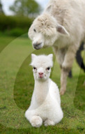 FEATURE - SN_ALPACAS_SPRING_11