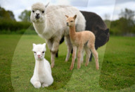 FEATURE - SN_ALPACAS_SPRING_12